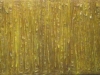 sunlit-forest