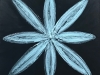 blue-star-flower