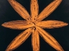 orange-star-flower