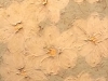 white-blossoms