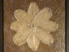 white-flower-2